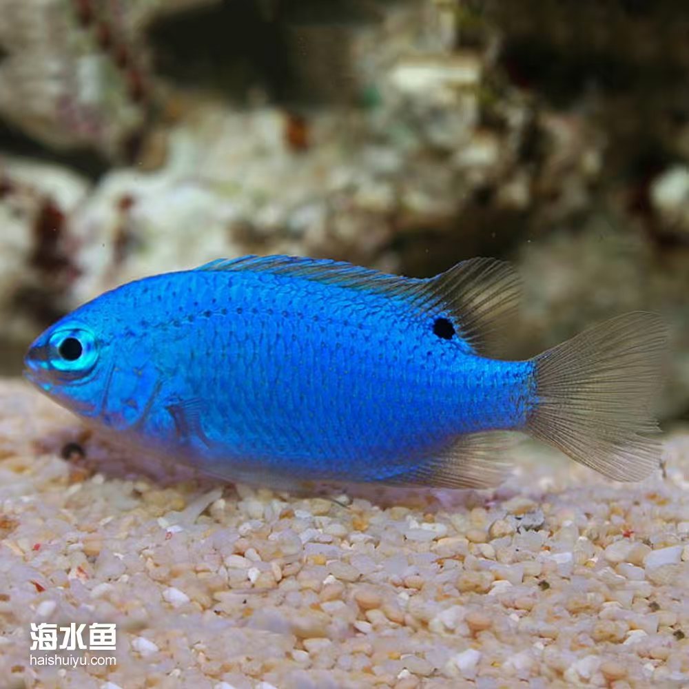 海水观赏鱼，蓝魔