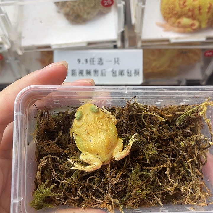 蛋黄3-4小蛙蛙拍拍拍拍