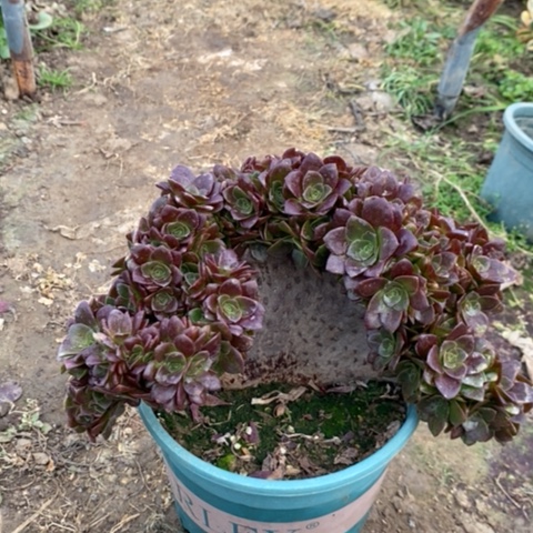 玫瑰朵朵缀多肉植物022