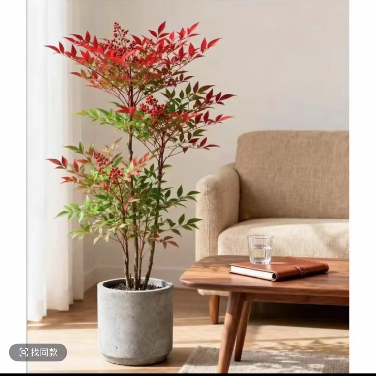 精品老桩南天竹室内外庭院造景盆栽耐寒耐热好养易活美观