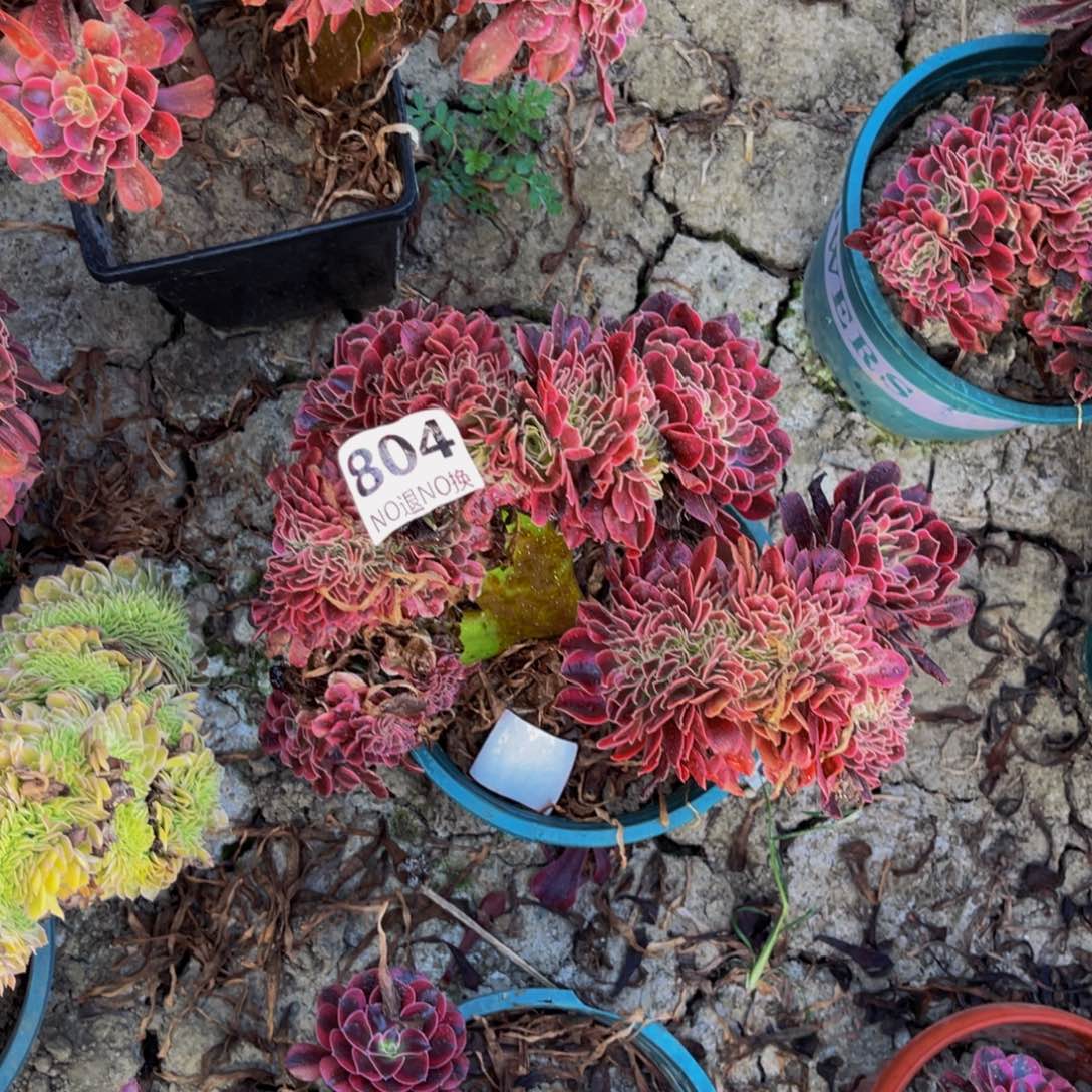 美杜莎法师缀化5/25