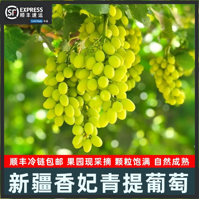 [顺丰包邮]新疆香妃青提葡萄自然成熟澳洲引进品种颗颗饱满皮薄甜