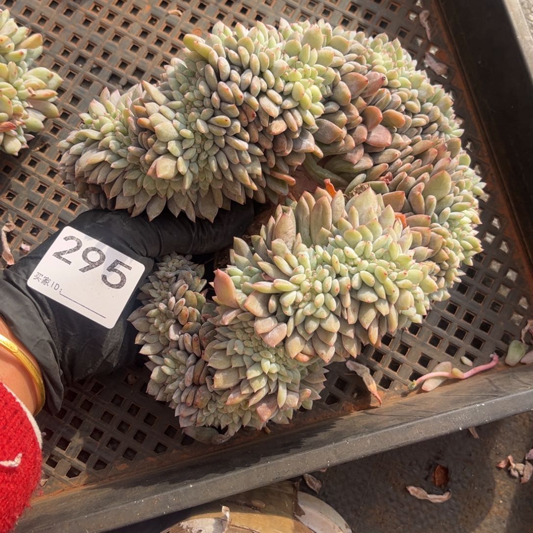 295号新疆西藏内蒙古不包邮的