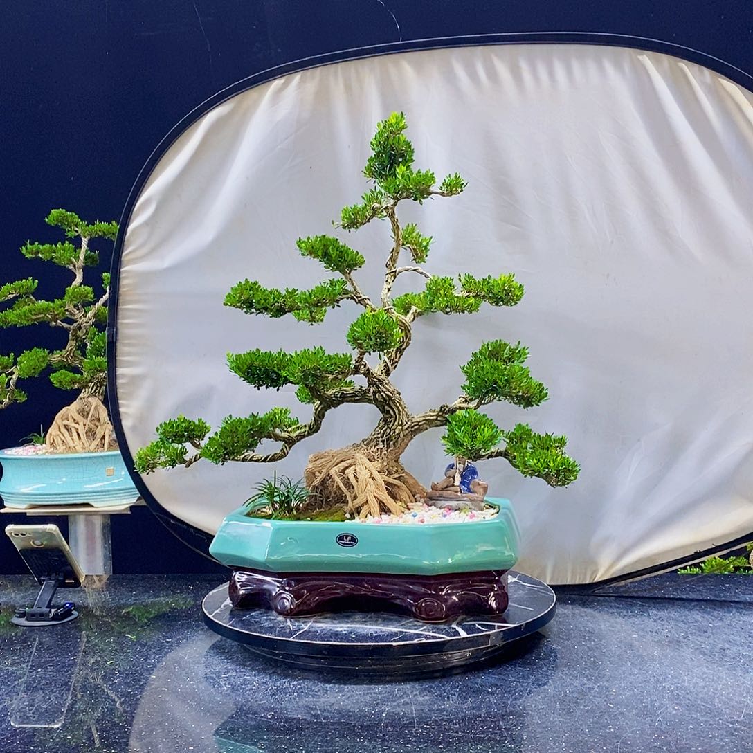 无花朵黄杨盆景造型