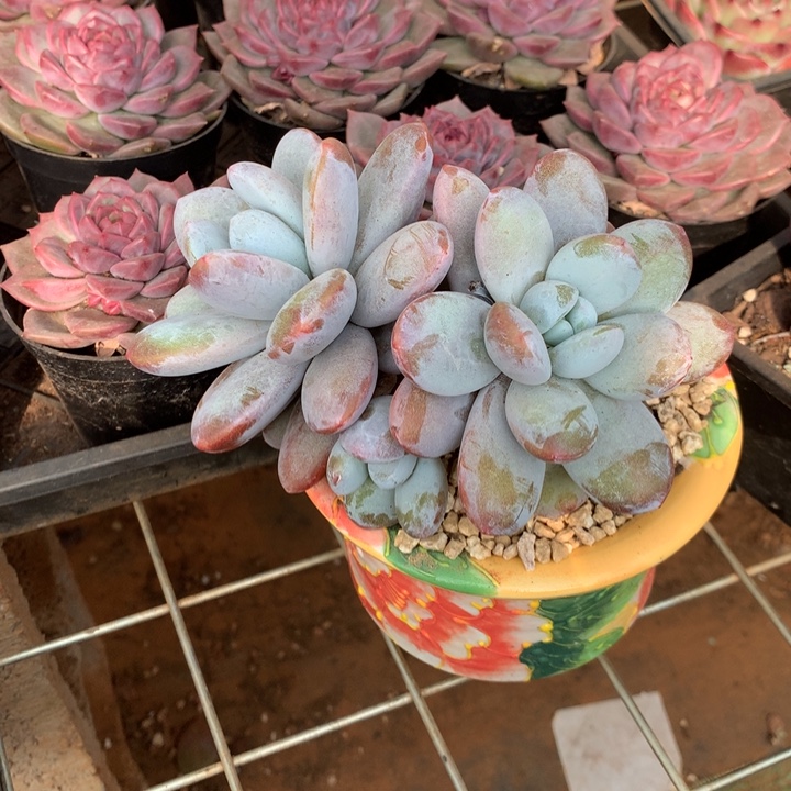 雪美人多肉植物两单包邮