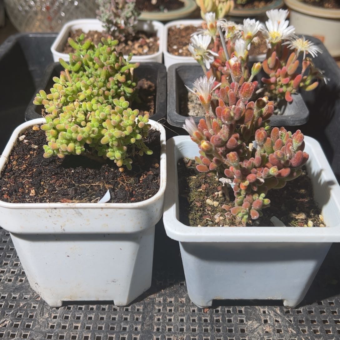 枝干番杏多肉植物857