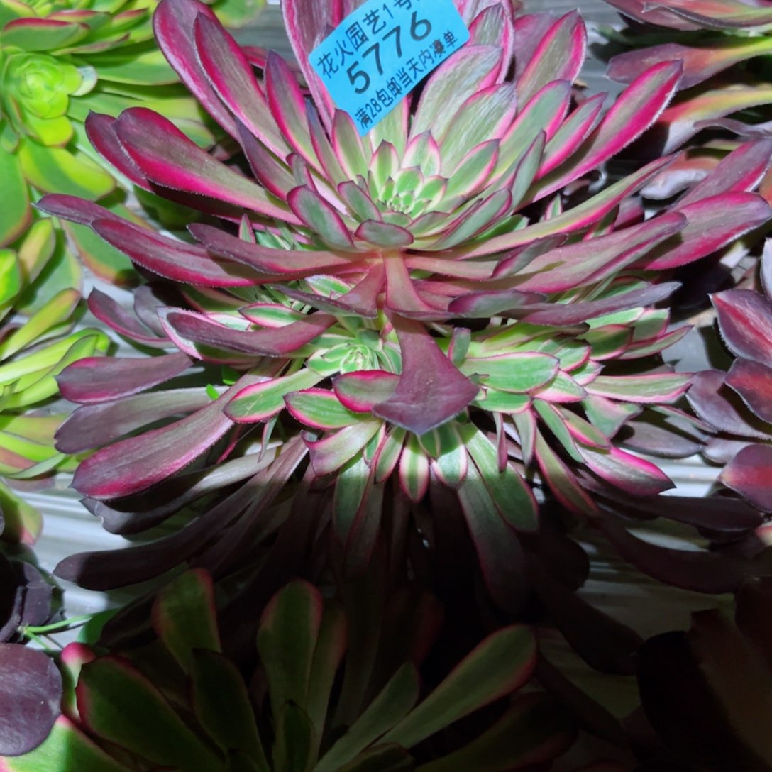 紫霞仙子5776多肉植物