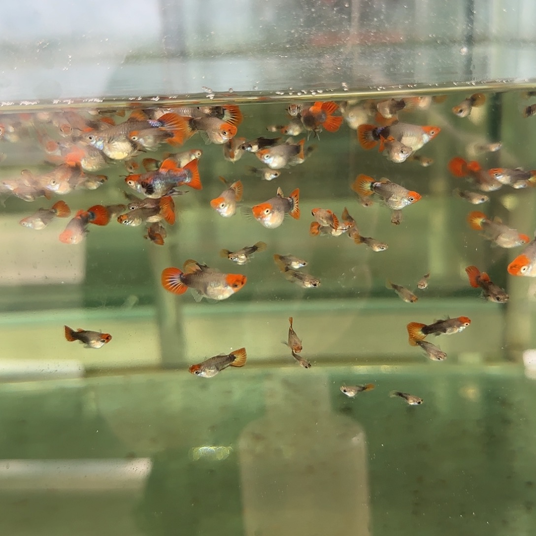 孔雀鱼深海蓝球苗10条随机