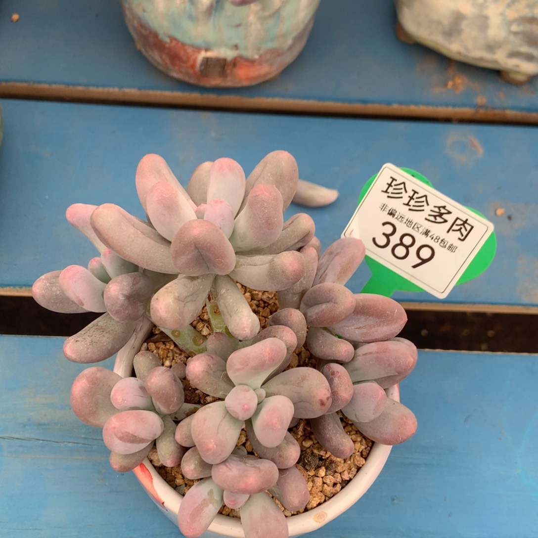 ，****7米可奶无砍老桩389