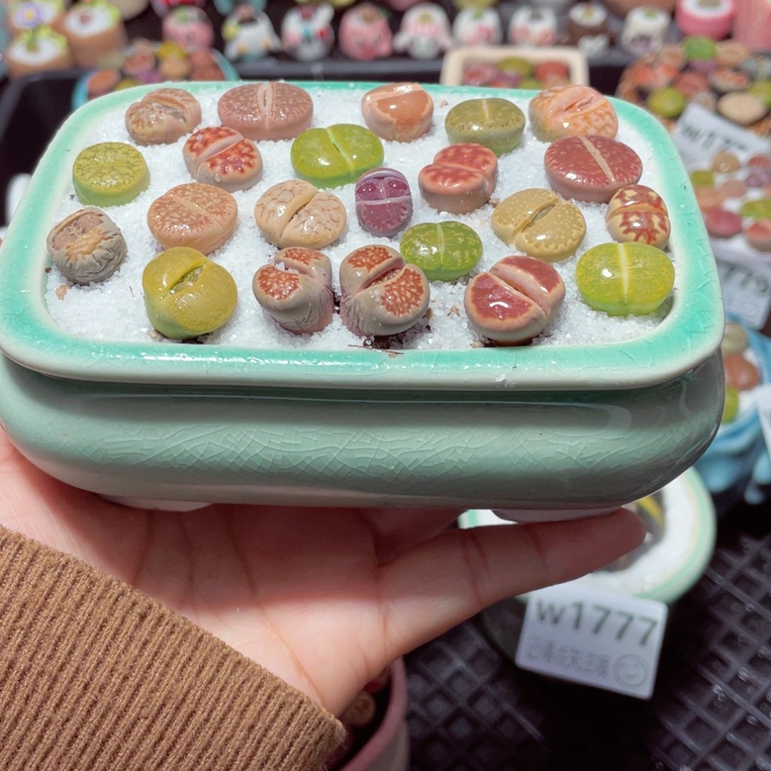 w1784 带盆土发货-零下地区拍保温箱