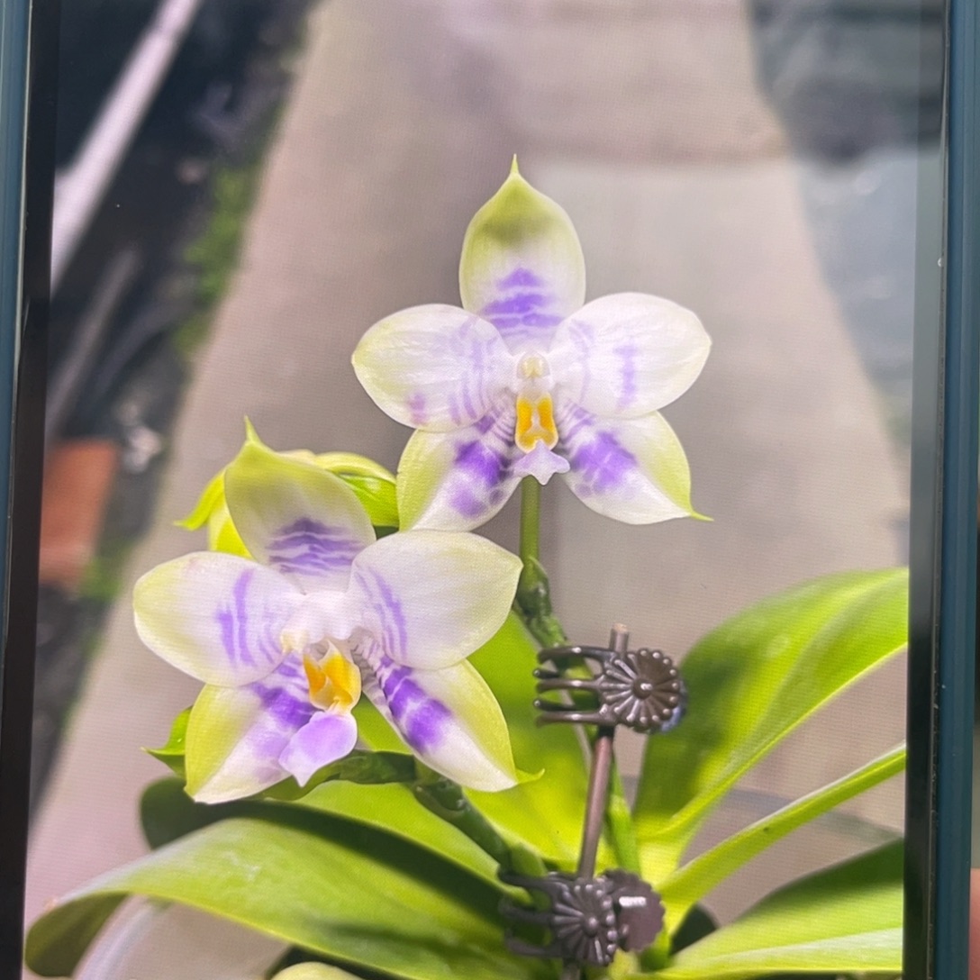 当前无花栽培后可以开花紫龙方阵，3.5杯苗1棵，根不多，特价炸