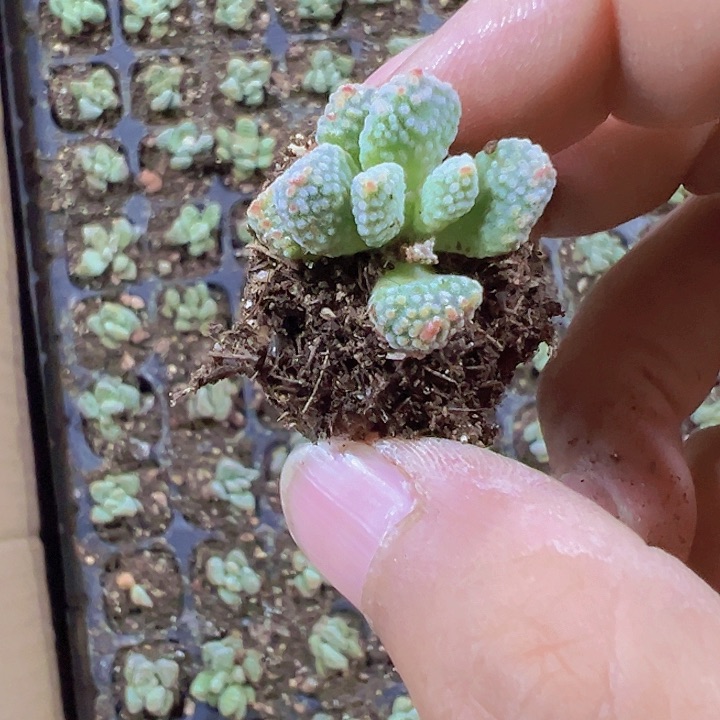 火星兔子精品多肉植物