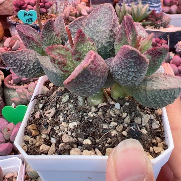 心**飞可以说我是个好孩子吗笑