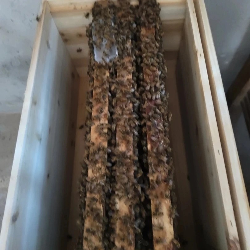 意蜂群养蜂，三脾带产卵王带蜂箱蜜蜂养蜂工具蜜蜂箱