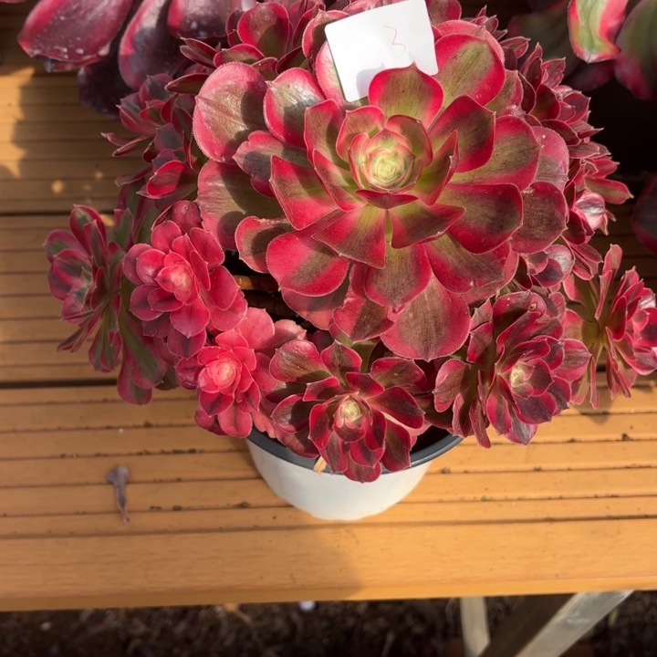 云南分女郎好看3号