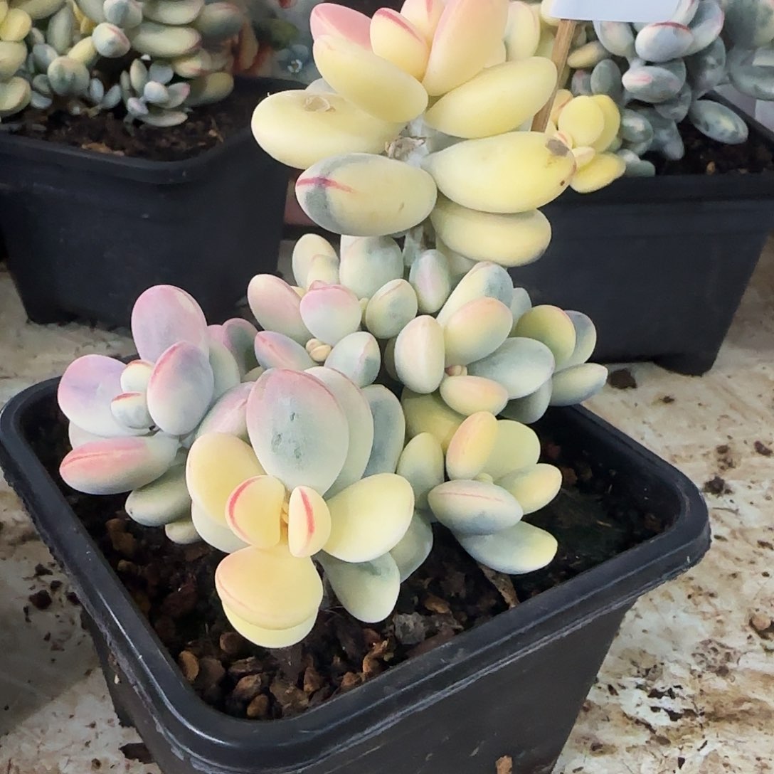 ?**零037乒乓夫娘锦多肉植物