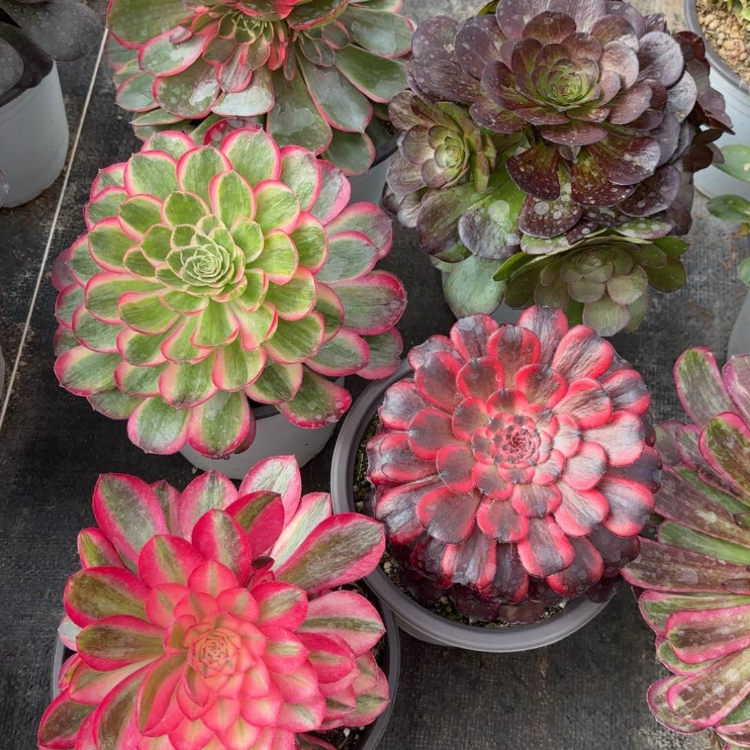 法师小套餐组合0797发货