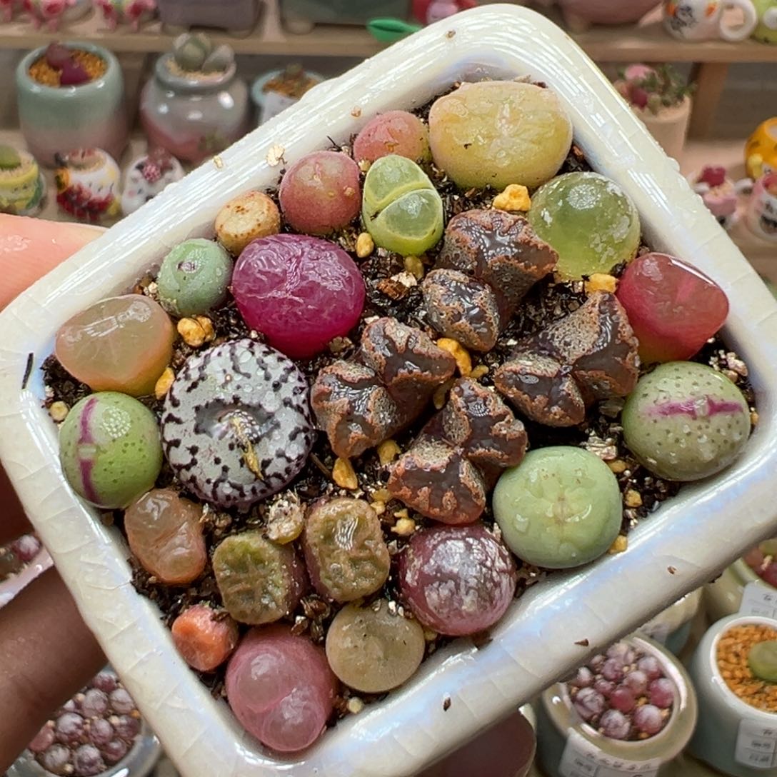 多肉植物64号肉锥混合