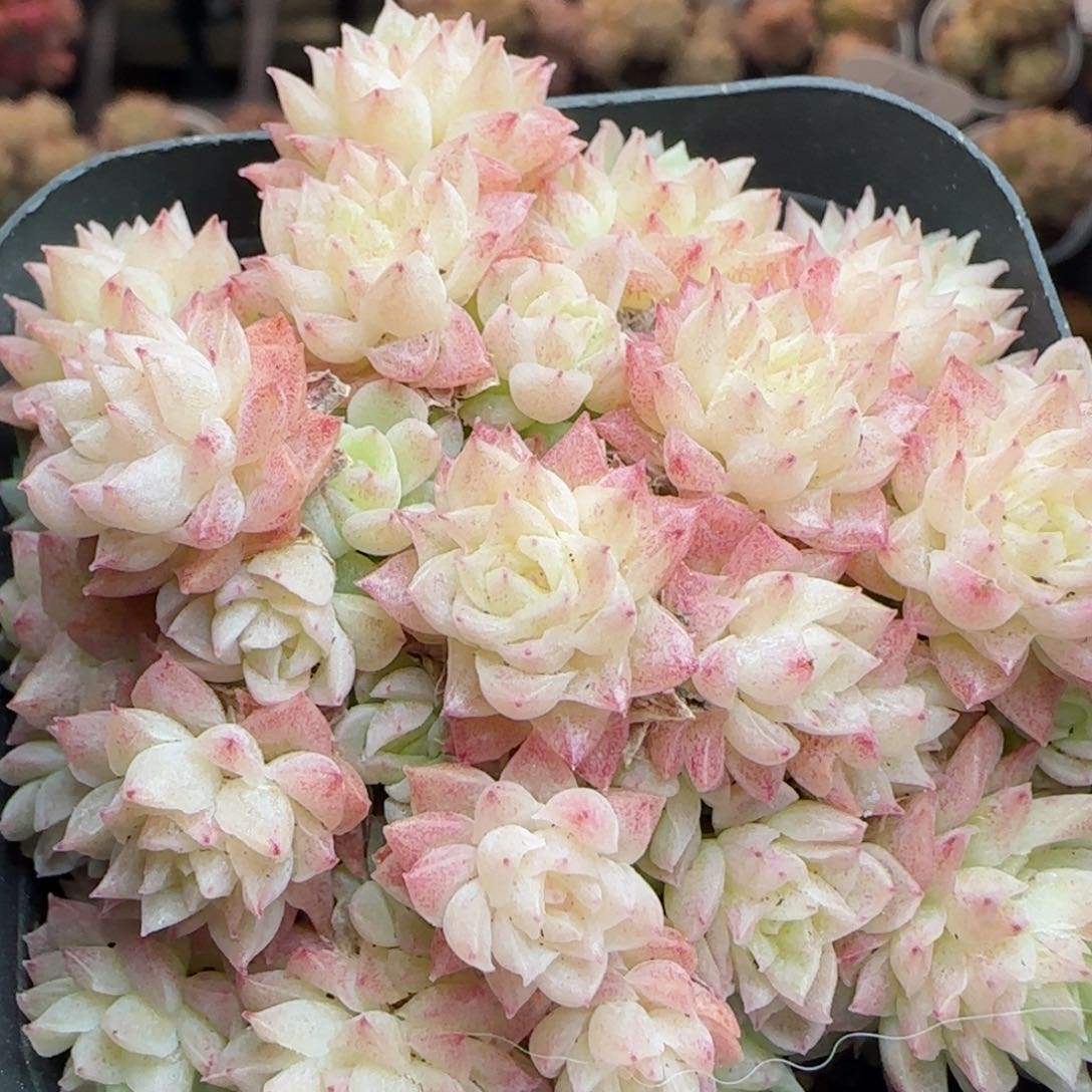 花语逸镜0310-408散