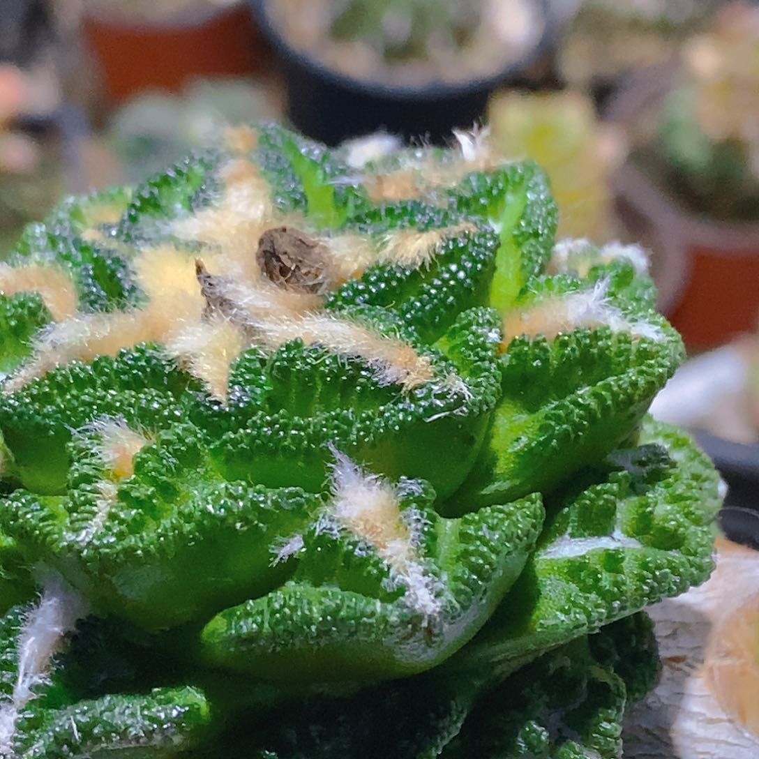 无花朵得**缘福利补差价041