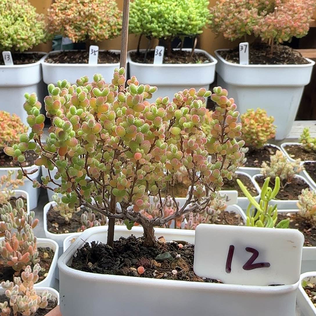 福利出蜜橘糖球。。