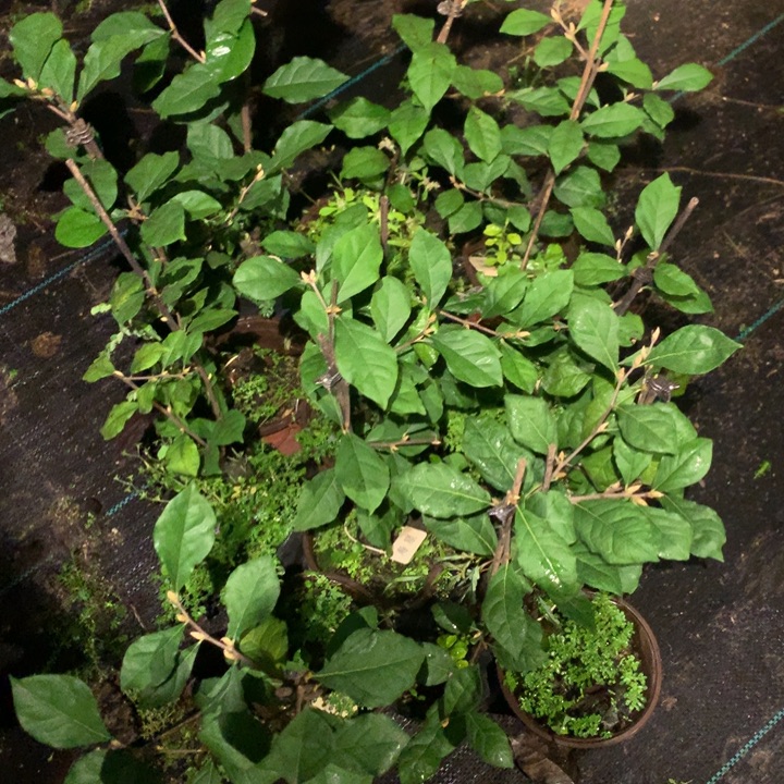 完全开放寿星嫁接苗36.8