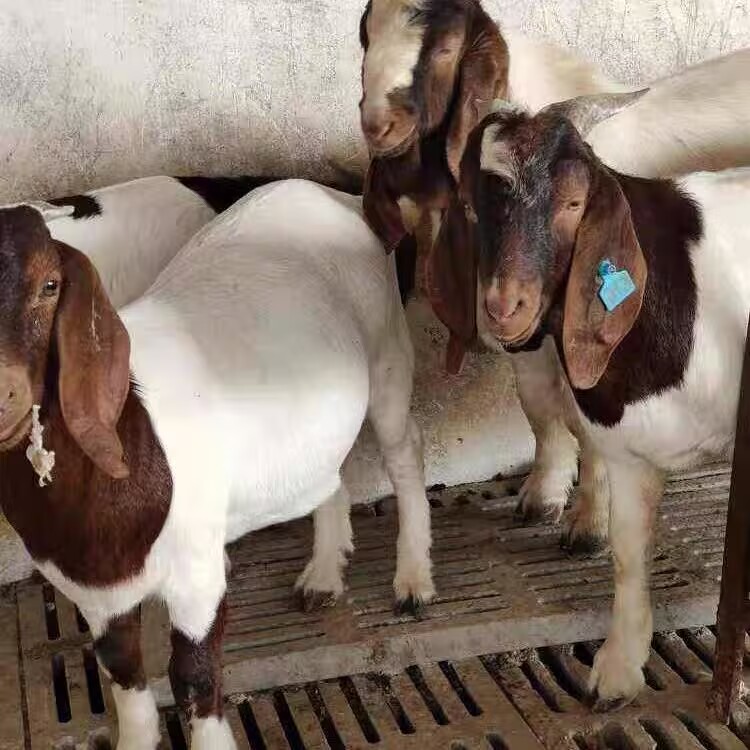 (天然养殖纯种波尔山羊三个月)35-45斤左右