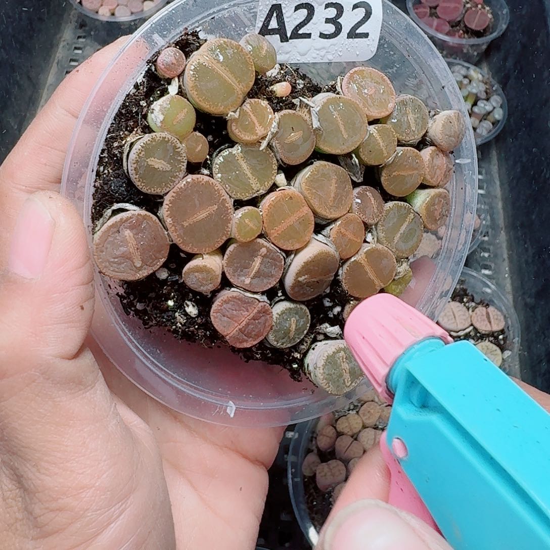 232多肉植物多肉植物