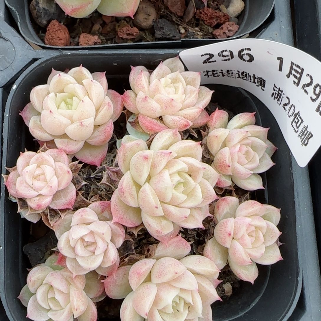 花语逸镜0129-296