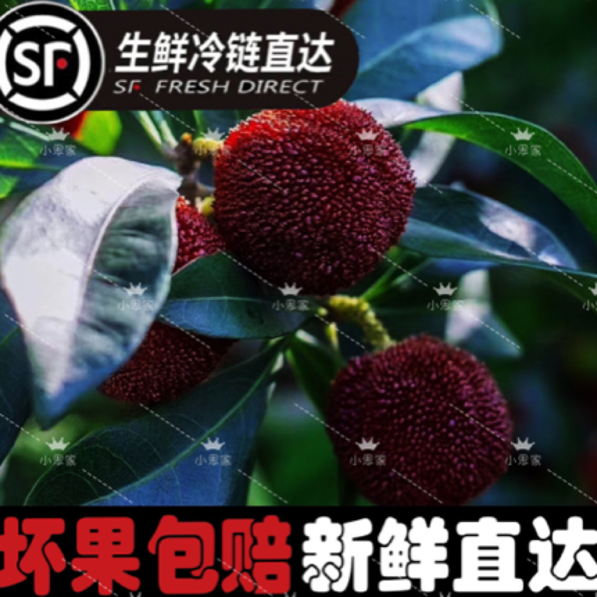 【顺丰冷链】台州仙居东魁杨梅自家种植现摘现发送礼礼盒装