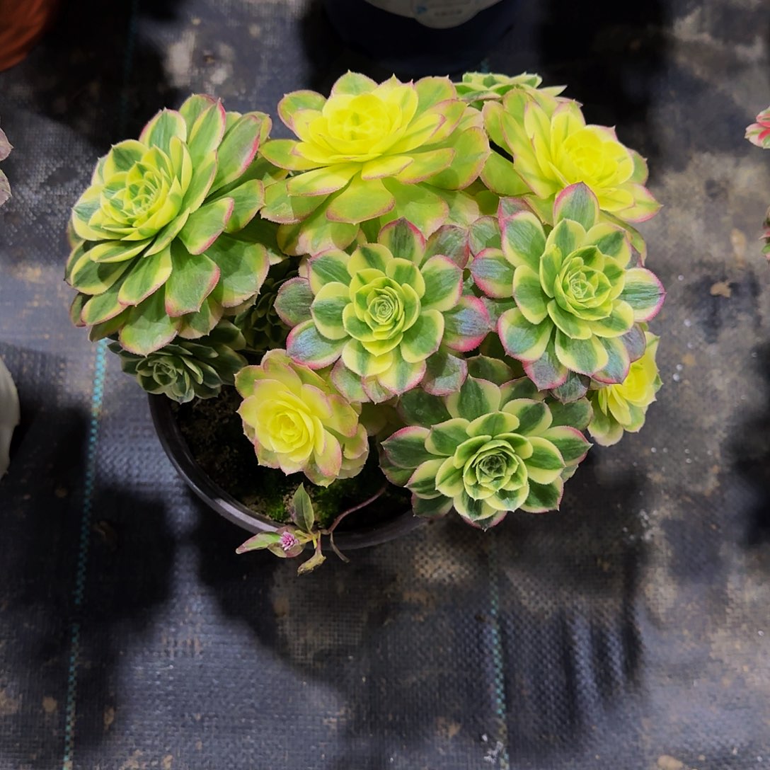 老庄火龙果法师28.8