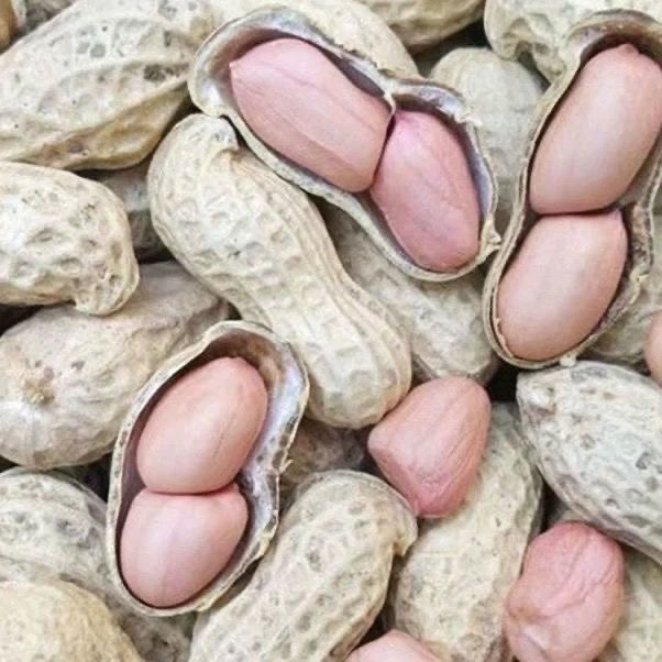 【净重发货】当季晒干花生带壳中果花生自然晾晒九成干种子级可留种
