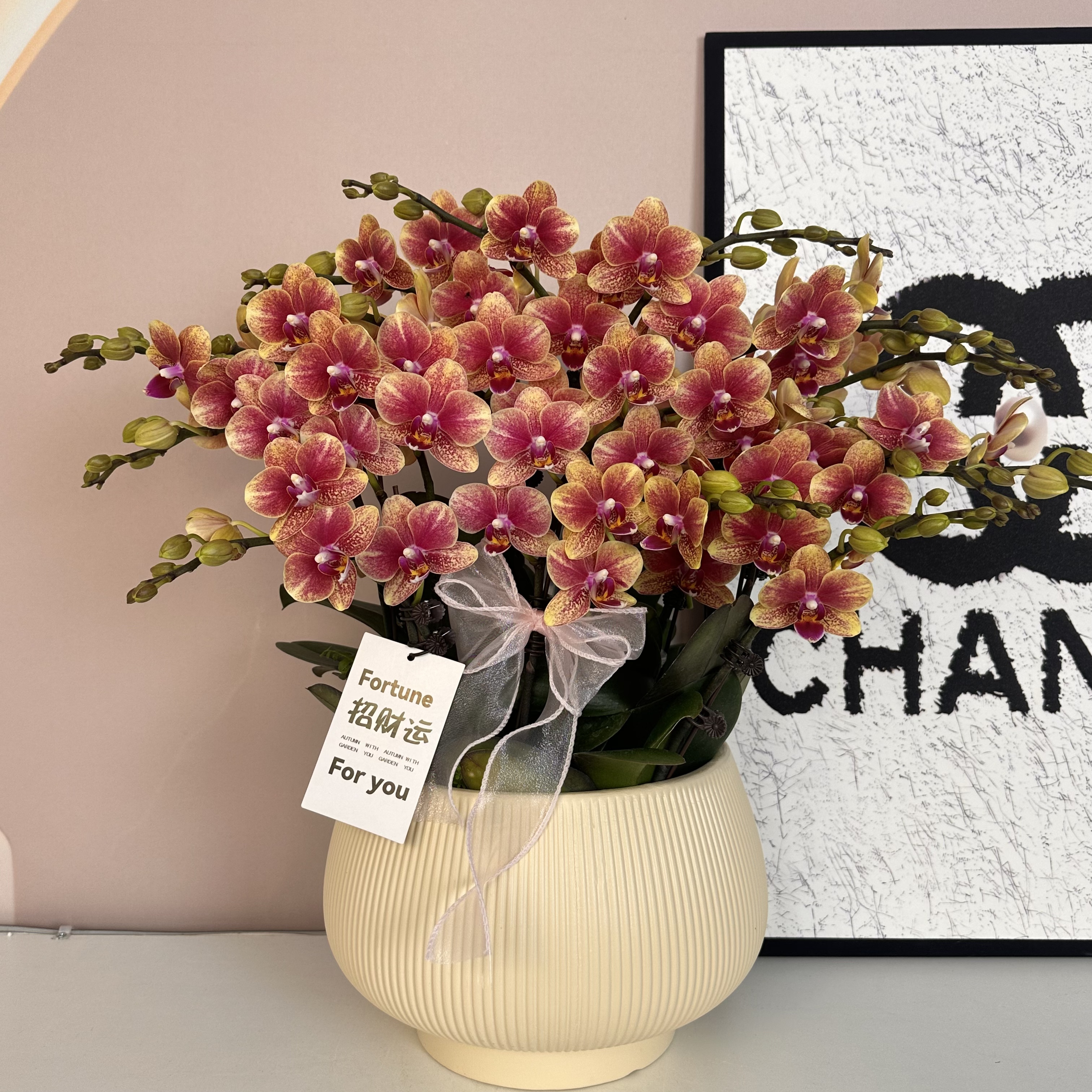 精品蝴蝶兰【金蝶】鲜花盆栽好养活多样性发货