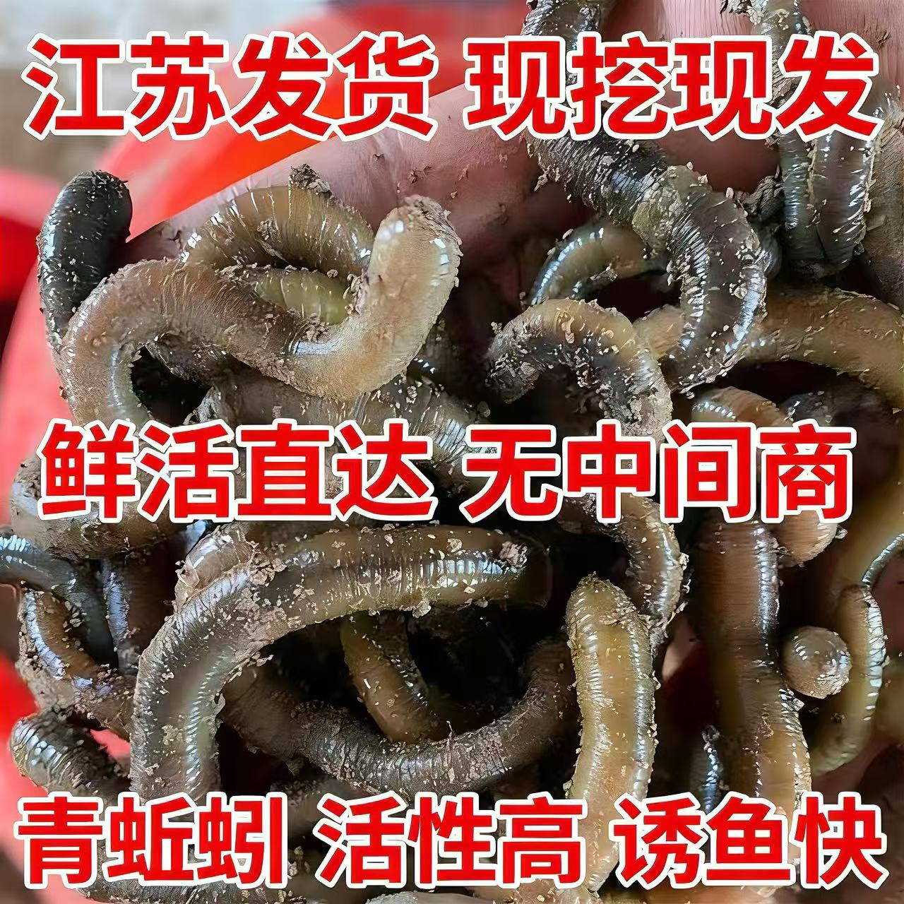 鲜活青黑蚯蚓特大味浓适合钓黄鳝野钓鲶鱼的活饵