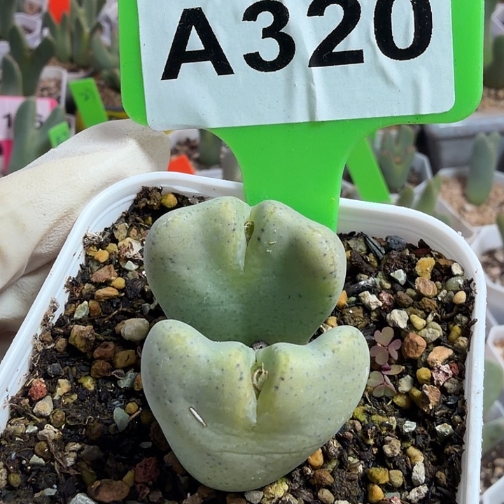 一****320mmmmmmnnnnnhhhh