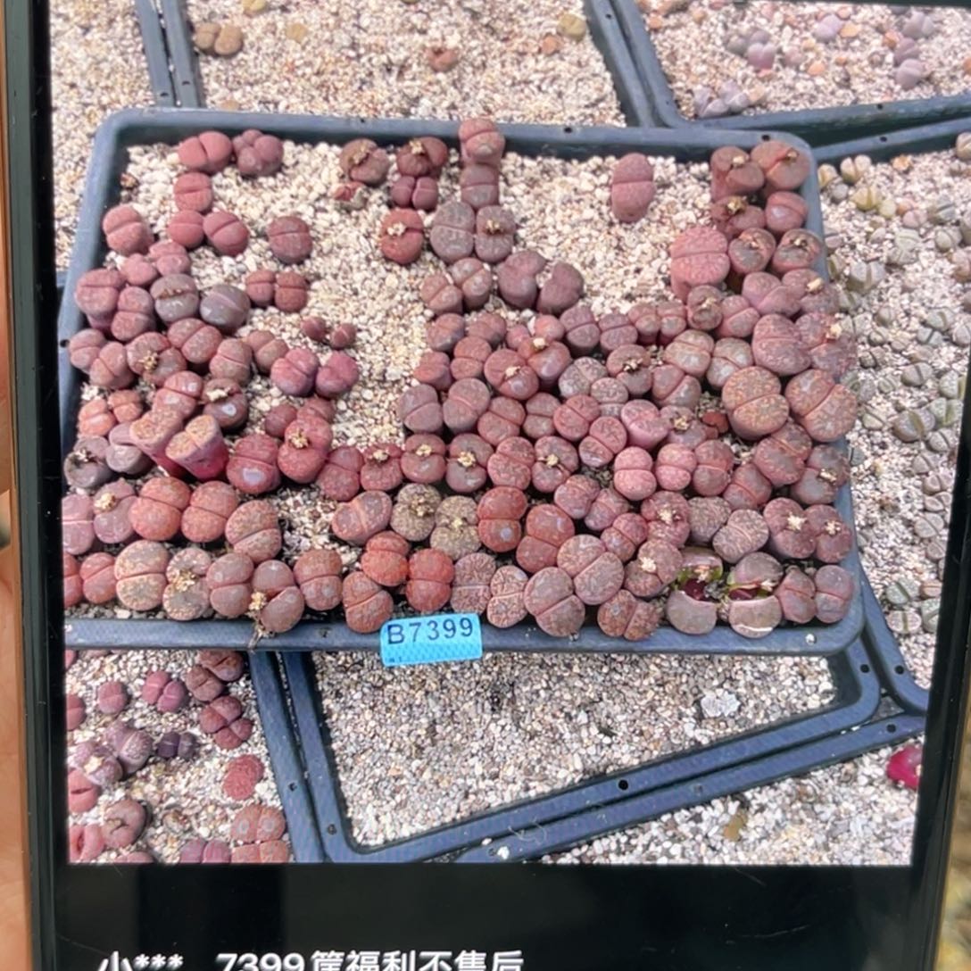 小***、7399紫薰福利筐1腿高不售后