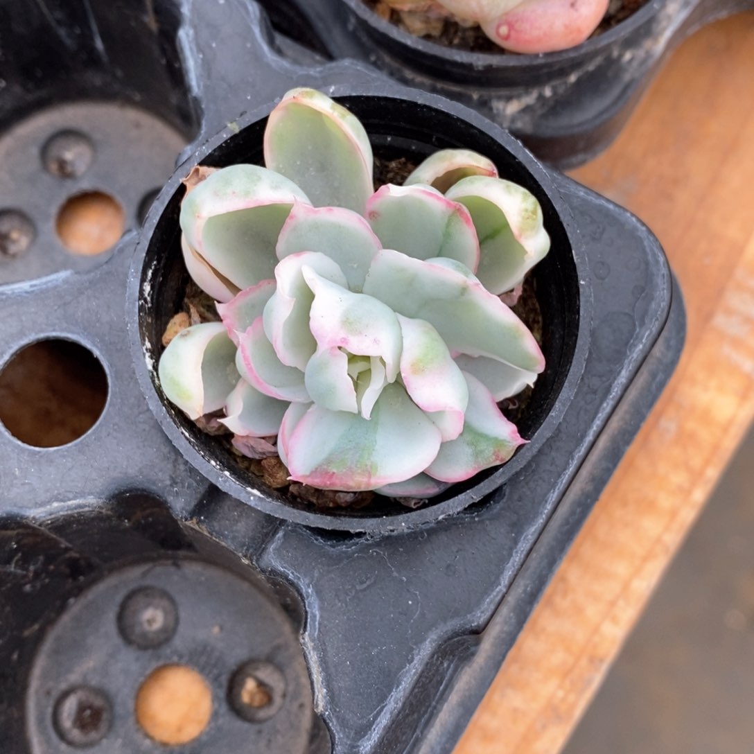 精品多肉一物一拍不包整