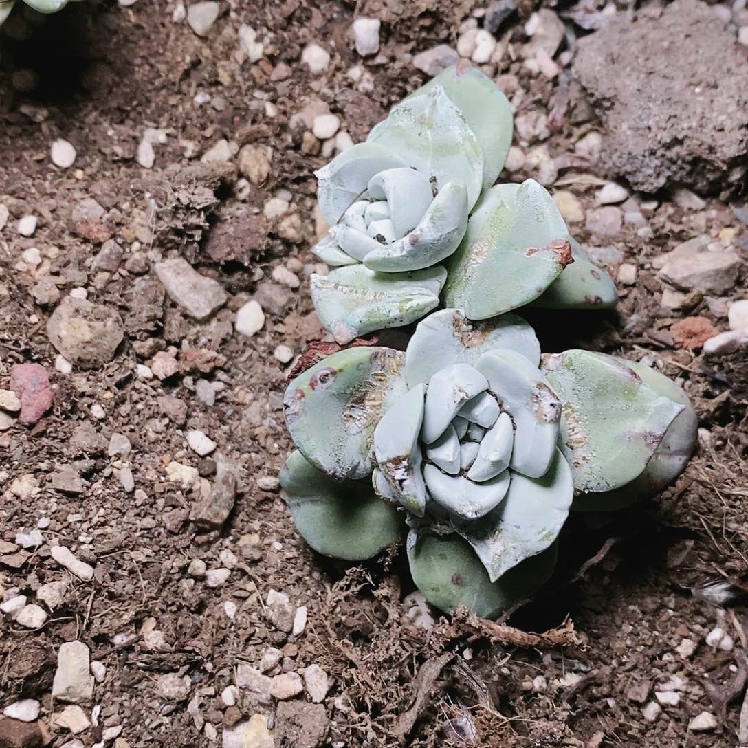 【闪购商品】哈哈哈哈墨西哥大圆叶多肉2015