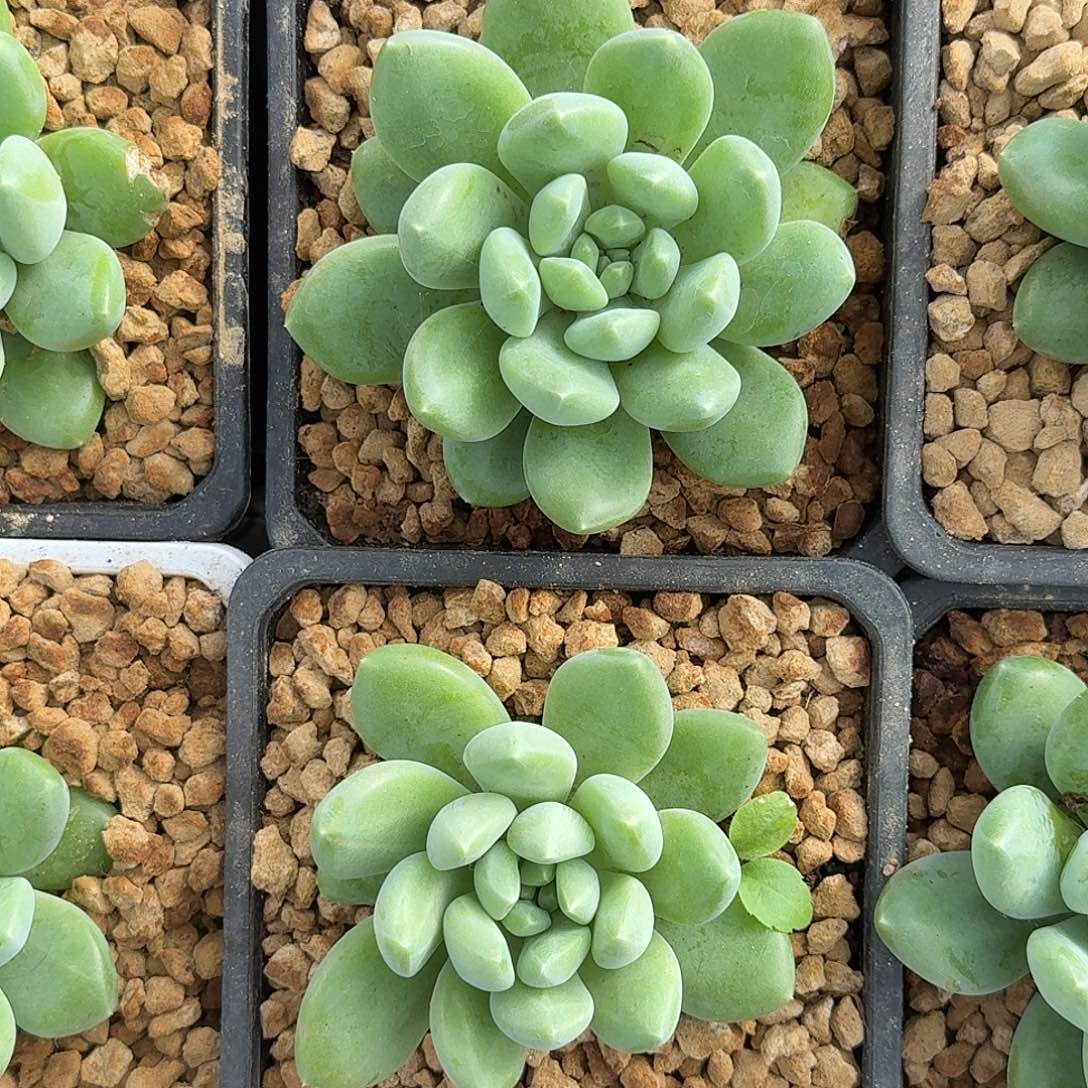 冰河世纪多肉植物