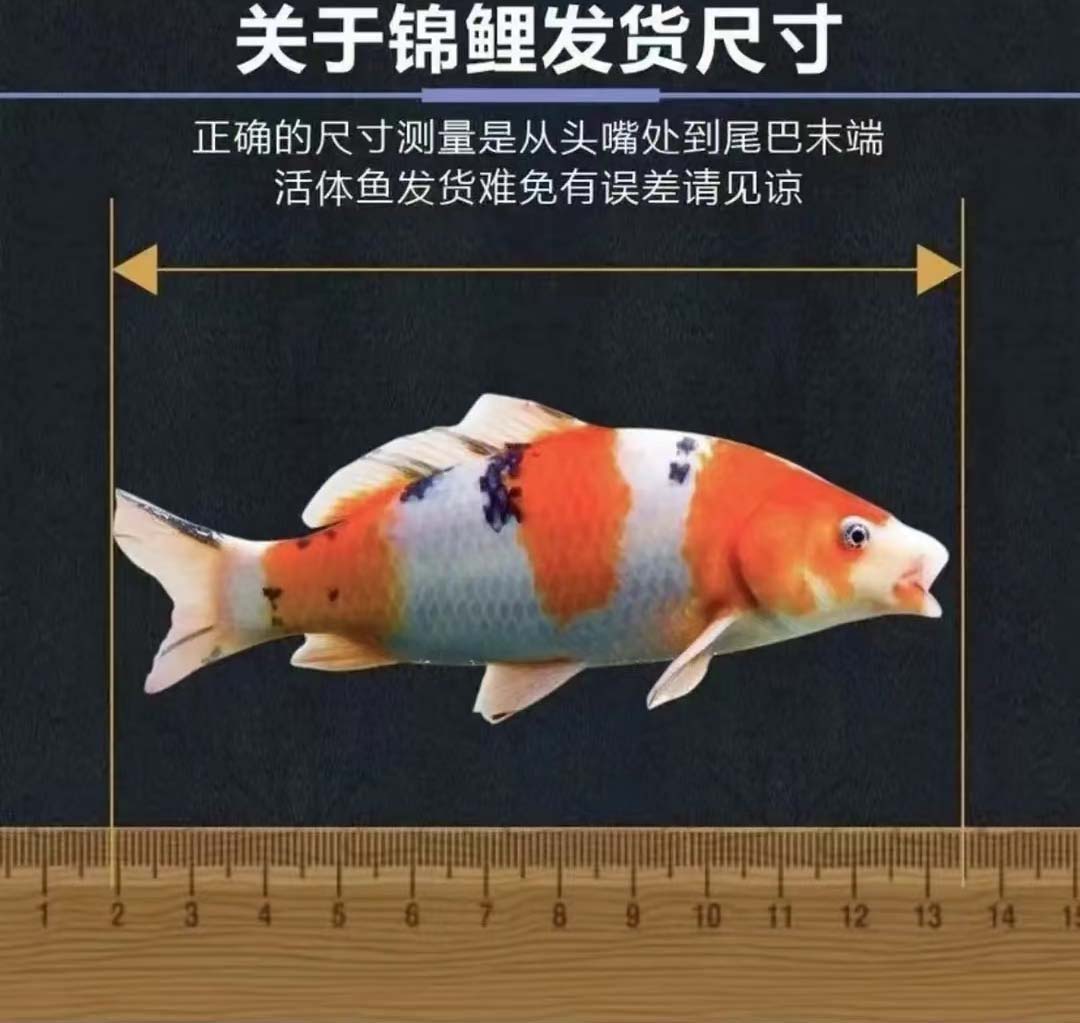 ①观赏鱼渔场直发锦鲤浅黄冷水鹦鹉红草龙系红白大正昭和绯写