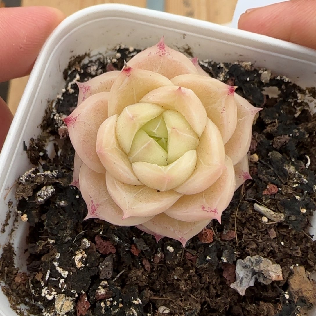 一物一拍麦秆糖心06047