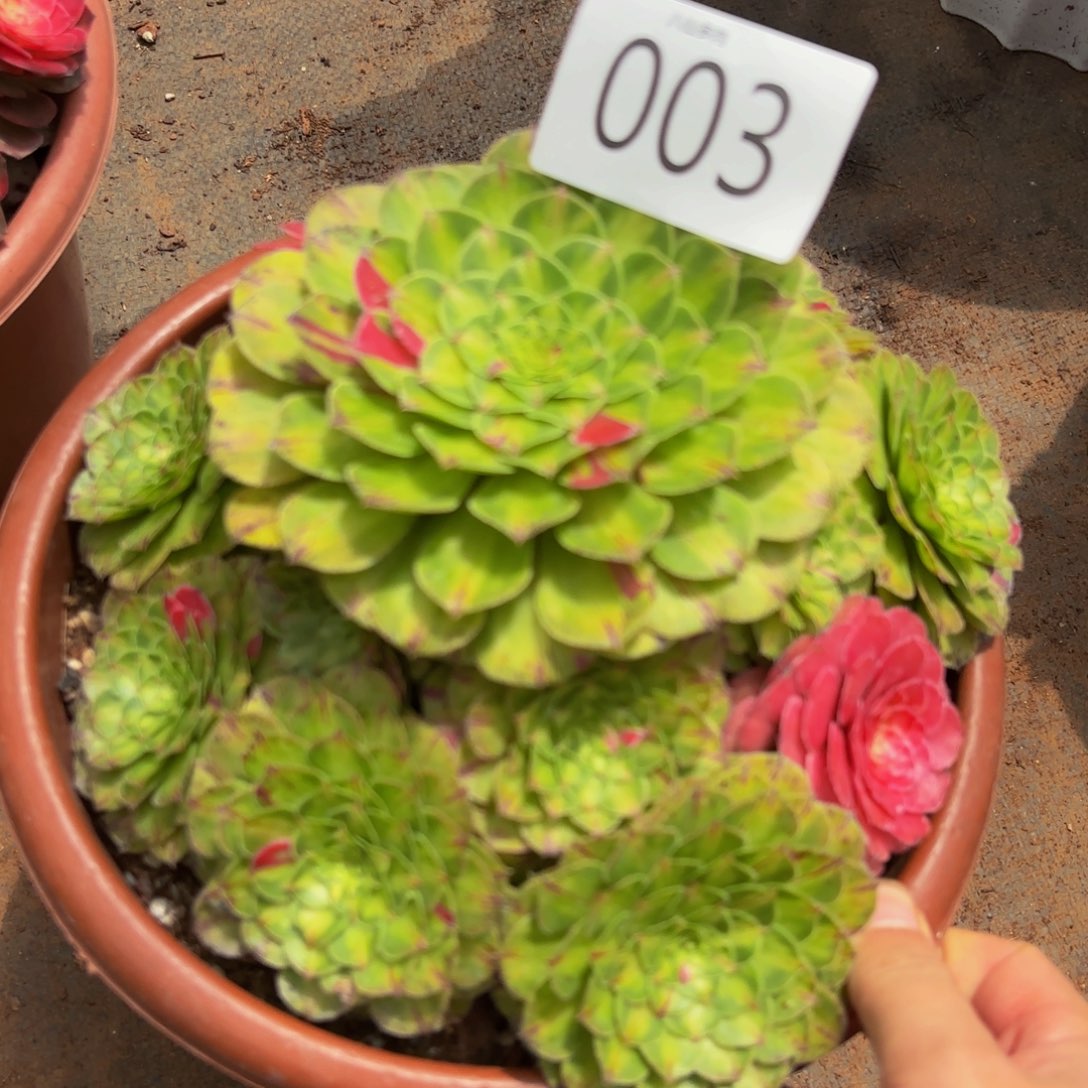 003多肉植物知否