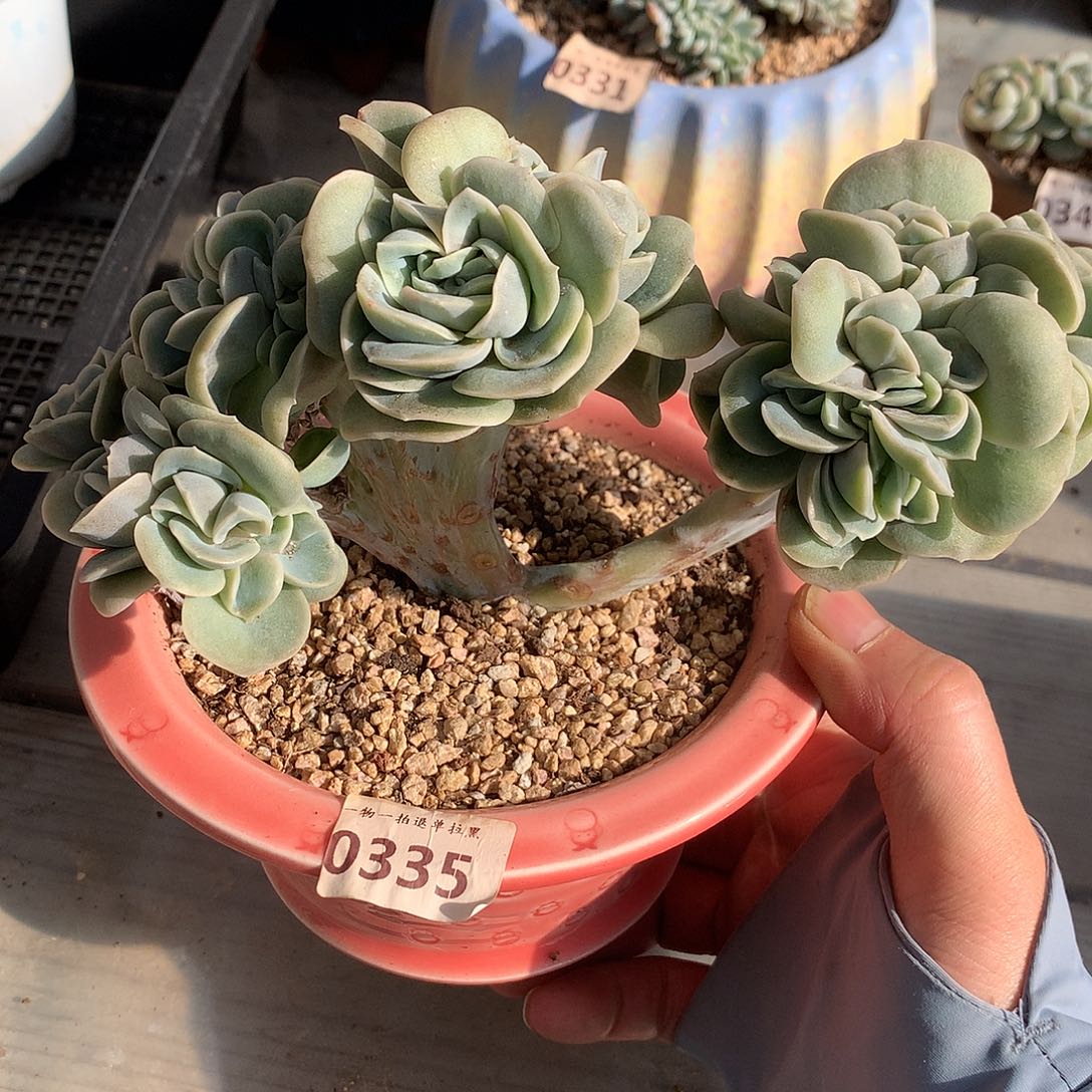 335可爱玫瑰缀一颗18.5厘米