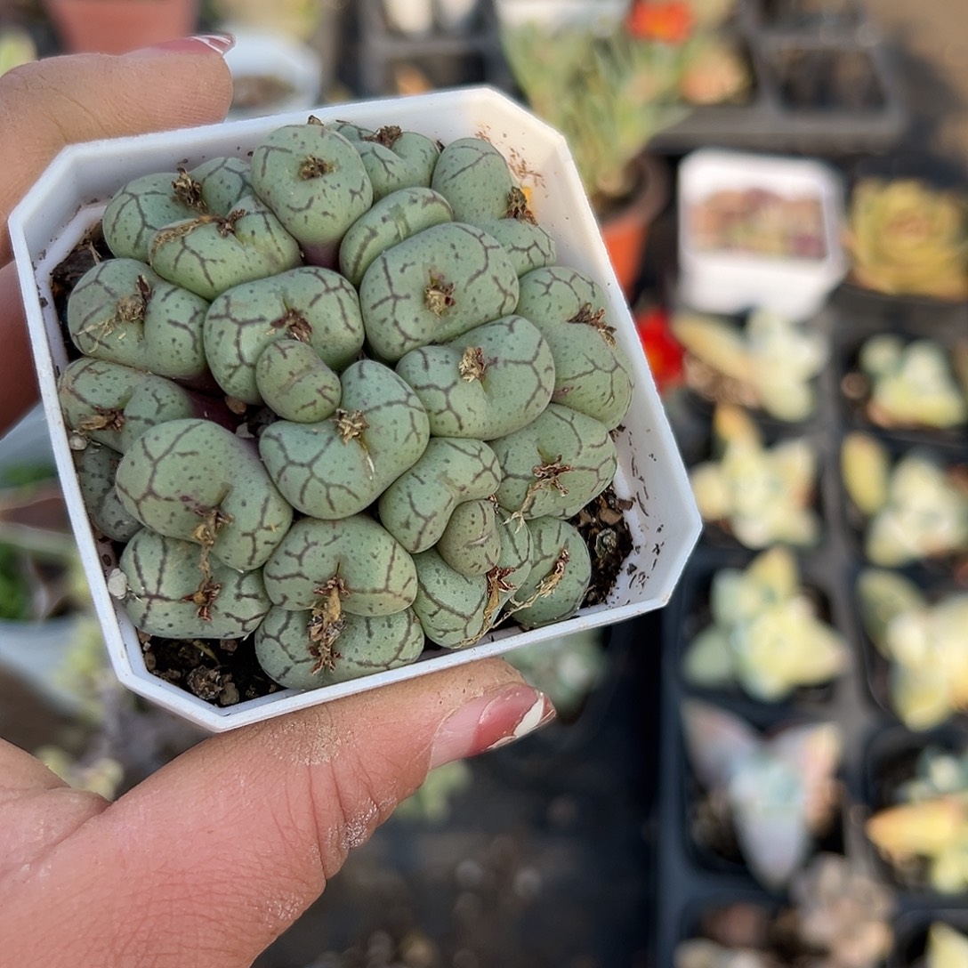 多肉植物安贞开花