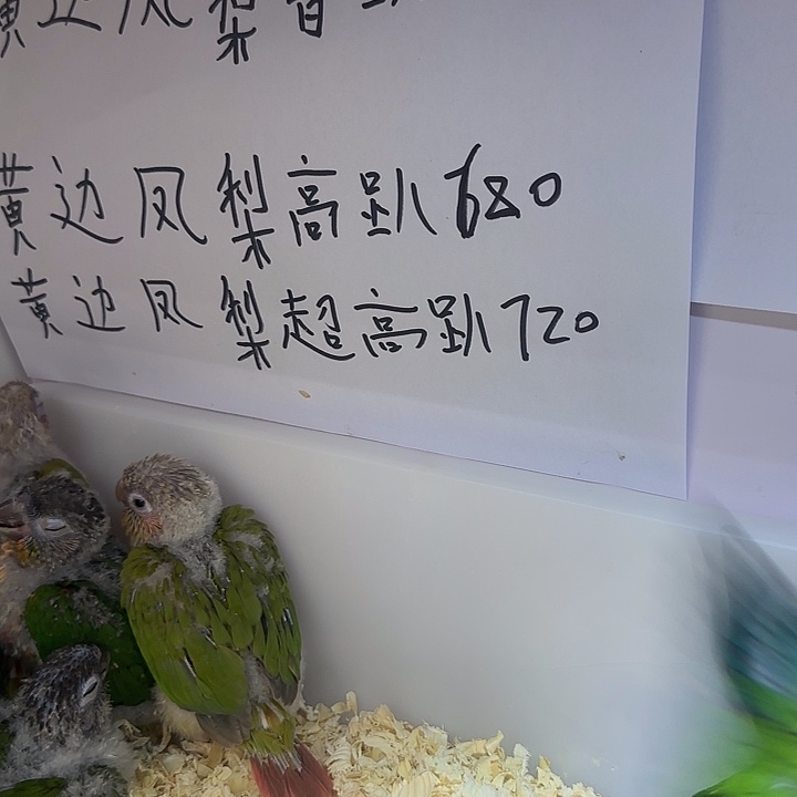 失***_虎皮鹦鹉小太鹦鹉