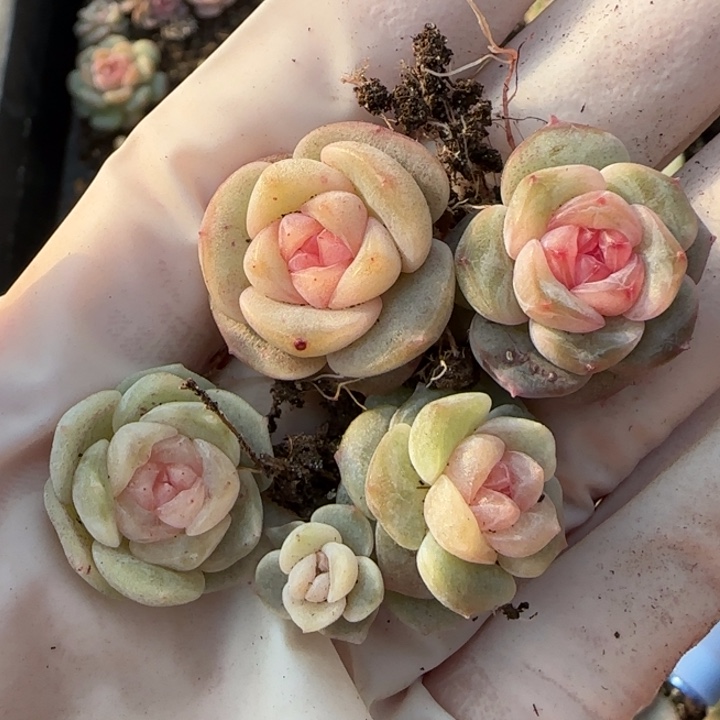 14 王者系列产品多肉一盒