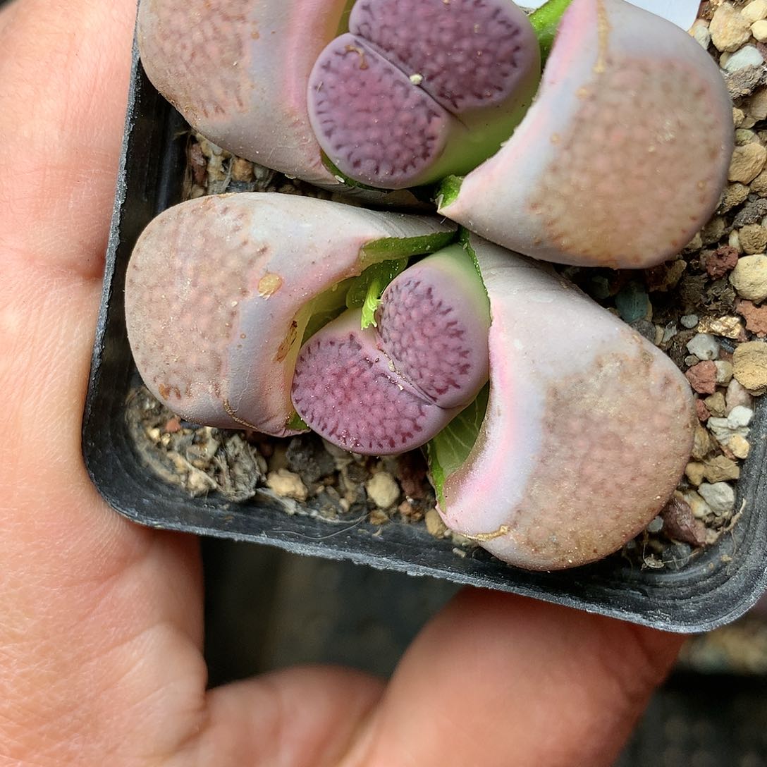 D174多肉植物保护研究所