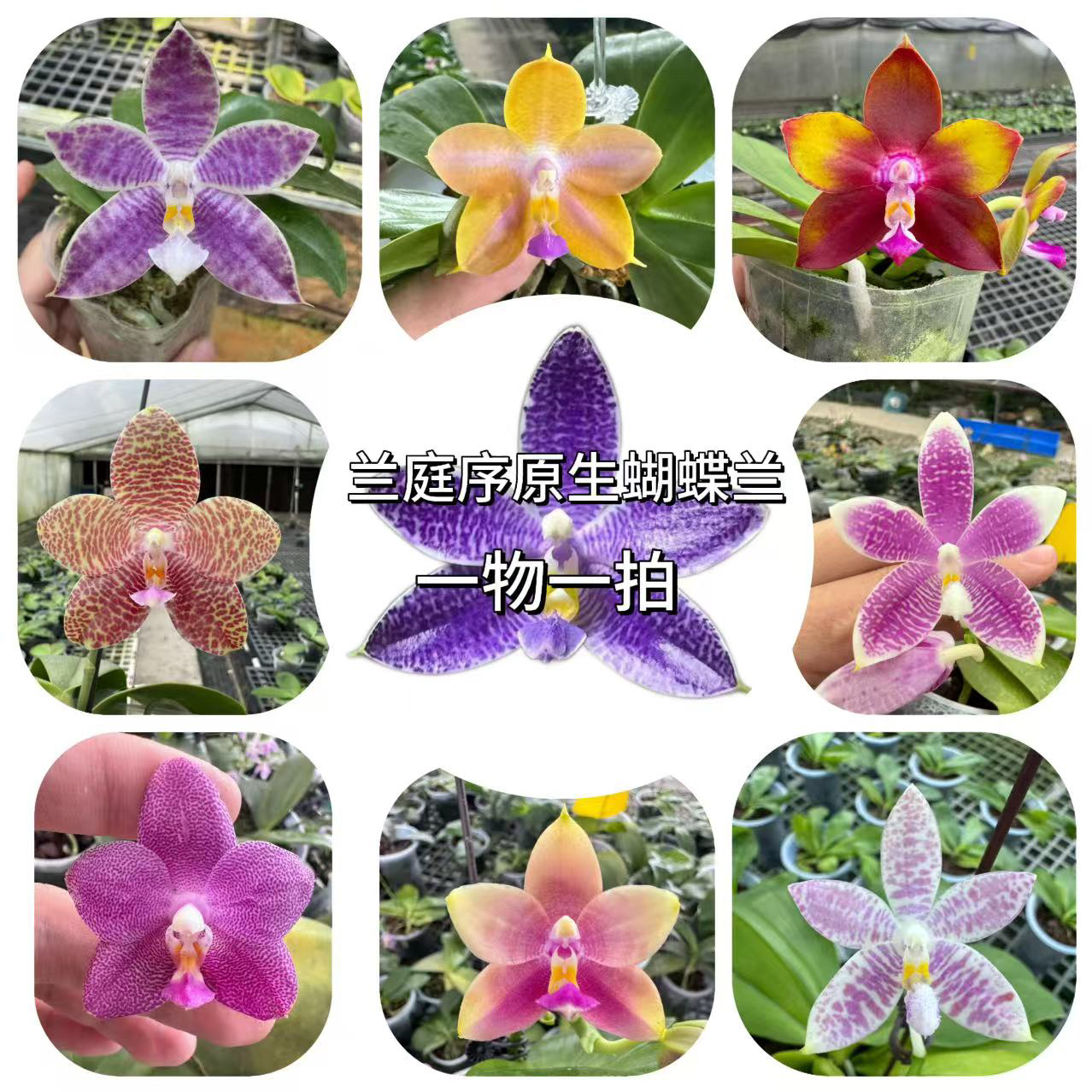 兰庭序原生蝴蝶兰专拍链接 不退/不换 鲜花绿植 