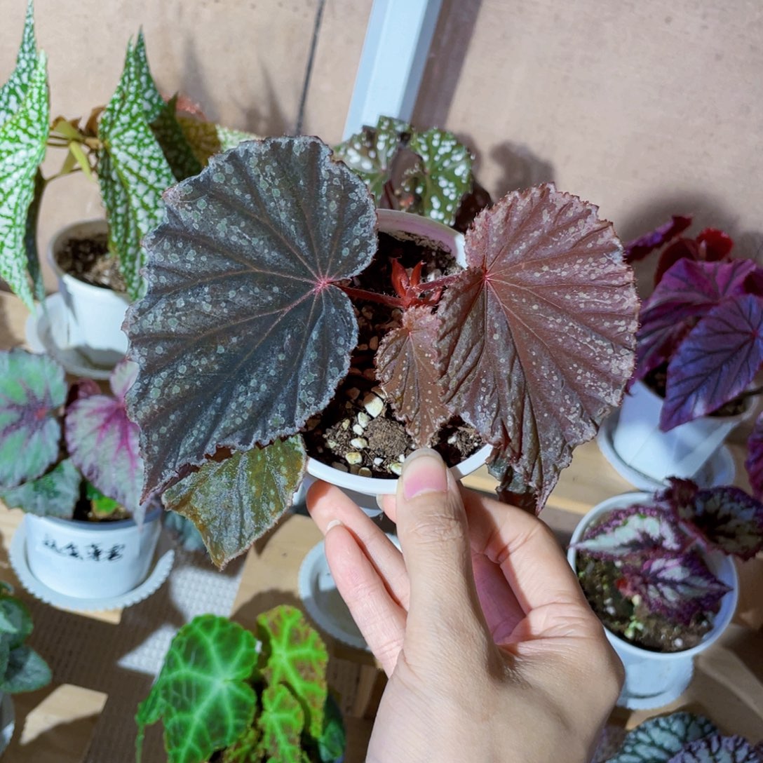 无花朵新品梦的乐章