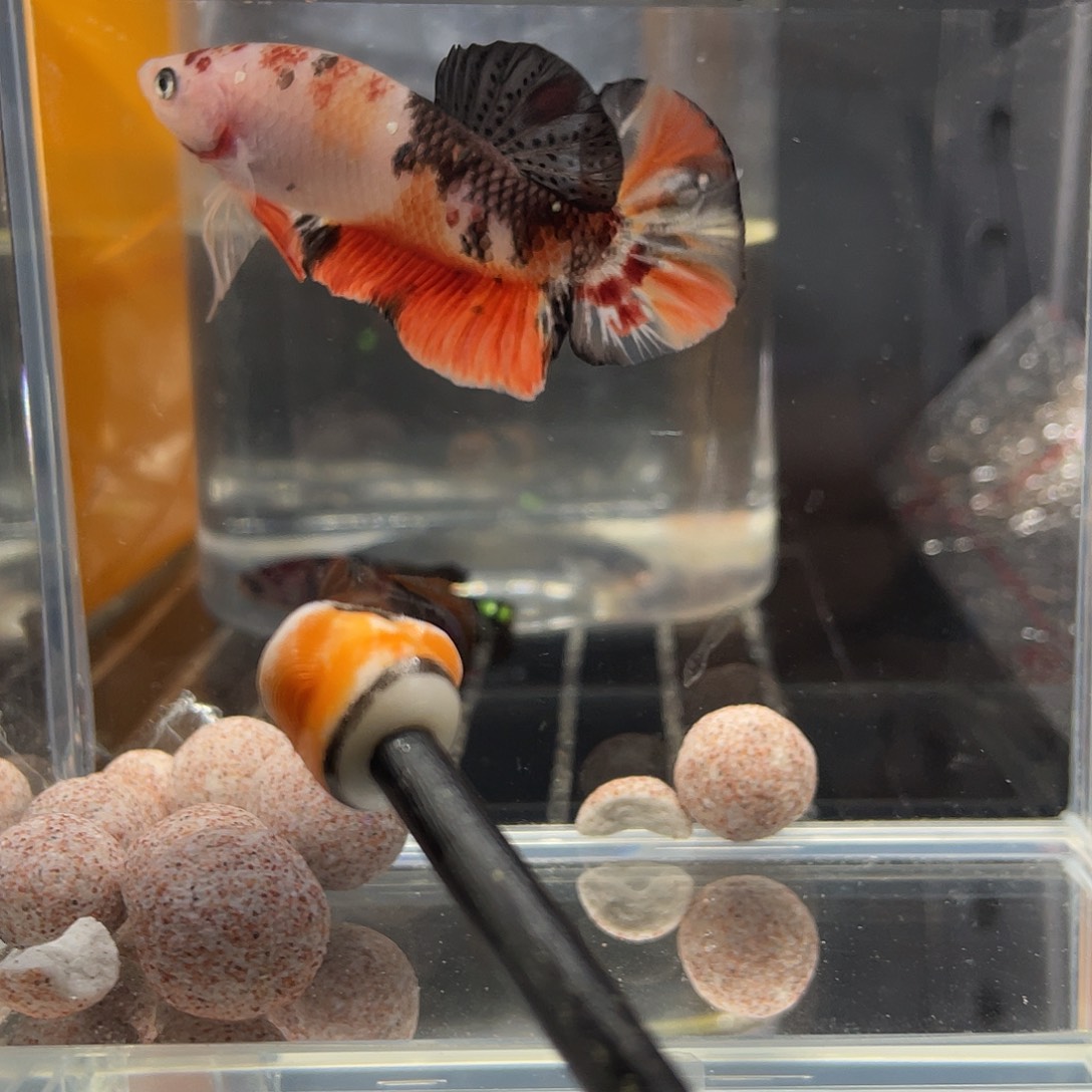 斗鱼12.27 巨斗将军 090